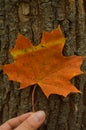 Red fallen maple leaf with yellow stripe on wood texture background. Royalty Free Stock Photo