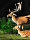 Red Fallow Deers Royalty Free Stock Photo