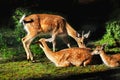 Red Fallow Deers Royalty Free Stock Photo