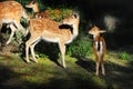 Red Fallow Deers Royalty Free Stock Photo