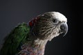 Red-fan Parrot Royalty Free Stock Photo