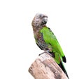Red-fan parrot Royalty Free Stock Photo
