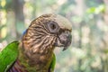 Red-fan parrot Royalty Free Stock Photo