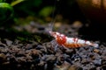 Red fancy bee shrimp stay near plant and look for food in aquatic soil with dark background in freshwater aquarium tank Royalty Free Stock Photo