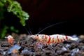 Red fancy tiger dwarf shrimp with main white color on aquatic soil with other dwarf shrimp in fresh water aquarium tank. Red fancy