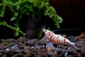 Red fancy tiger dwarf shrimp with main white color on aquatic soil and turn head to the back in fresh water aquarium tank. Red