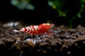 Red fancy tiger dwarf shrimp stay and look for food in aquatic soil with other shrimp and aquatic plant as background in fresh Royalty Free Stock Photo