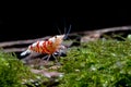 Red fancy tiger dwarf shrimp stay and look for food on moss in freshwater aquarium tank Royalty Free Stock Photo