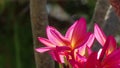 Red Fangipani against blurred background.