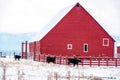 Red farm barn with black cows in winter Royalty Free Stock Photo