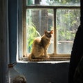 Red farm cat sitting in front of a old window on a sunny afternoon Royalty Free Stock Photo