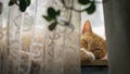 A red farm cat sleeping on the window sill after the night prey Royalty Free Stock Photo