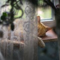 A red farm cat sleeping on the window sill resting after the night prey Royalty Free Stock Photo