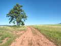 Red farm road between barley fields. Dusty dirt road through Royalty Free Stock Photo