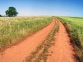 Red farm road between barley fields. Dusty dirt road through Royalty Free Stock Photo