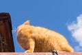 red fat cat sitting on the roof in sunny day, blue sky Royalty Free Stock Photo