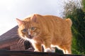 red fat cat sitting on the roof in sunny day, blue sky Royalty Free Stock Photo