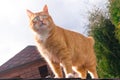 red fat cat sitting on the roof in sunny day, blue sky Royalty Free Stock Photo