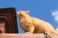 red fat cat sitting on the roof in sunny day, blue sky Royalty Free Stock Photo