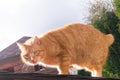 red fat cat sitting on the roof in sunny day, blue sky Royalty Free Stock Photo