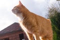 red fat cat sitting on the roof in sunny day, blue sky Royalty Free Stock Photo