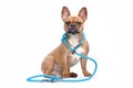 Red fawn colored French Bulldog dog wearing a teal retriever rope leash set on white background Royalty Free Stock Photo