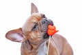 Red fawn French Bulldog dog trying to eat red kiss lips photo prop ound Royalty Free Stock Photo