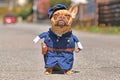 Red fawn French Bulldog dog wearing funny police officer uniform costume with fake arms Royalty Free Stock Photo