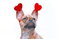 Red fawn French Bulldog dog wearing funny Valentine headband with hearts on white background Royalty Free Stock Photo