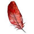 Red feater. Watercolor bird feather from wing isolated. Aquarelle feather for texture. Background set.