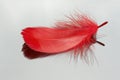 Red feather Royalty Free Stock Photo
