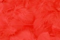 Red feather background Royalty Free Stock Photo