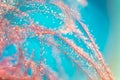 Red feather bird on a blue background with drops of water. Abstract and artistic image. Selective focus Royalty Free Stock Photo