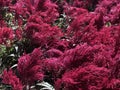 Red feather flower on windy day Royalty Free Stock Photo