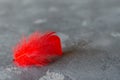 Red feather on grey concrete background. Red and grey combination. Selective focus. Space for text Royalty Free Stock Photo