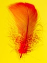 Red feather on yellow background Royalty Free Stock Photo