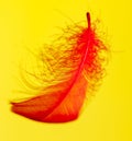 Red feather isolated on yellow background Royalty Free Stock Photo