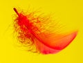 Red feather isolated on yellow background Royalty Free Stock Photo