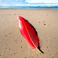 A red feather laying on a sandy beach next to the ocean Royalty Free Stock Photo