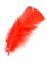 Red feather on white background Royalty Free Stock Photo