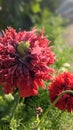 Red feathered oriental poppies in bloom. Fancy feathers. Papaver orientale.