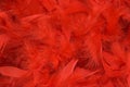 Red feathers Royalty Free Stock Photo