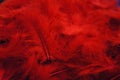 Red feathers background. Elegant feminine background passionate