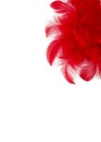 Red feathers on a white background