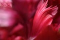 Red feathery flower petal abstract Royalty Free Stock Photo