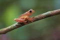 Red feet tree frog