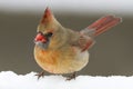 Red female Cardinal bird standing in the white winter snow