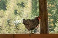 Red female chicken foraging in farm yard in summer