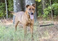 Collie and Retriever mixed breed dog outside on collar and leash Royalty Free Stock Photo