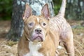 Red female pitbull dog with mange flea allergy skin condition missing hair.